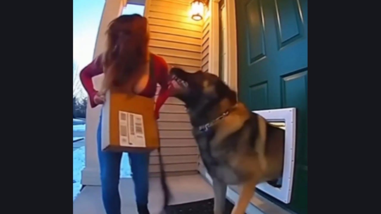Porch Pirate Karma Caught on Ring Cam