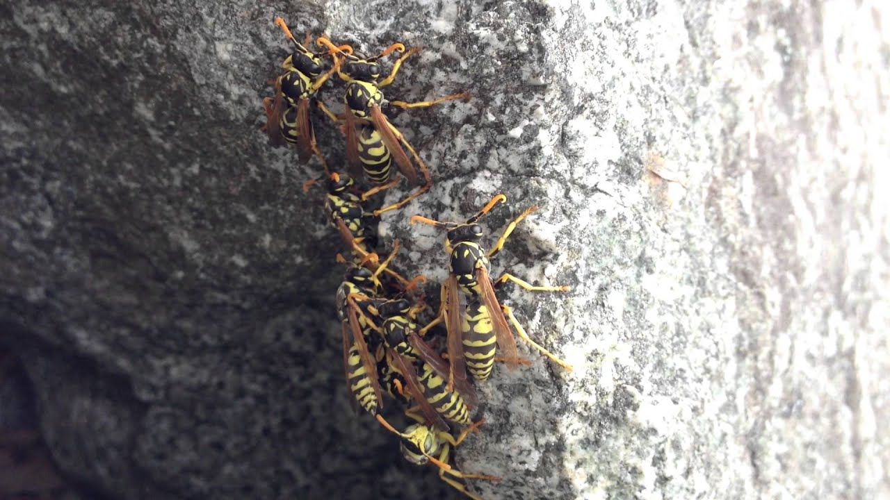 Wasp strange behavior