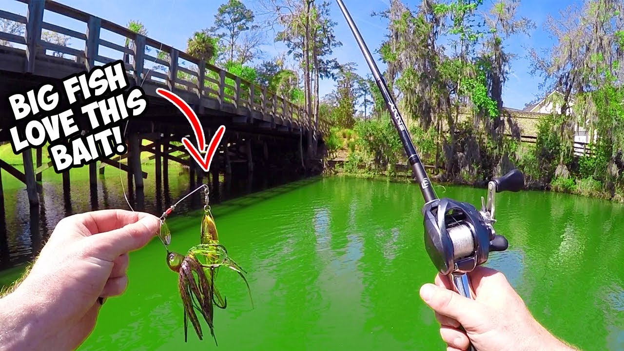 BIG Bass CHOMP Down on my SPECIAL Spinnerbait! | Spinnerbait Bass Fishing