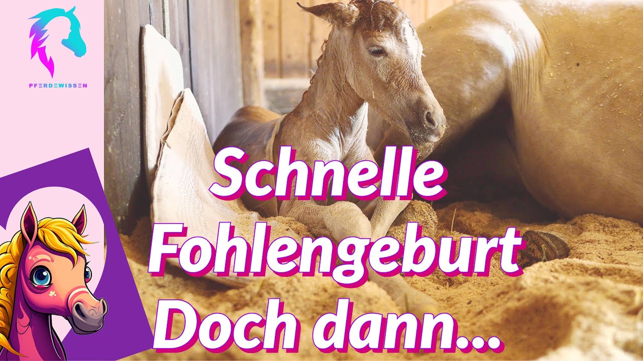 Schnelle Fohlengeburt - doch dann...?