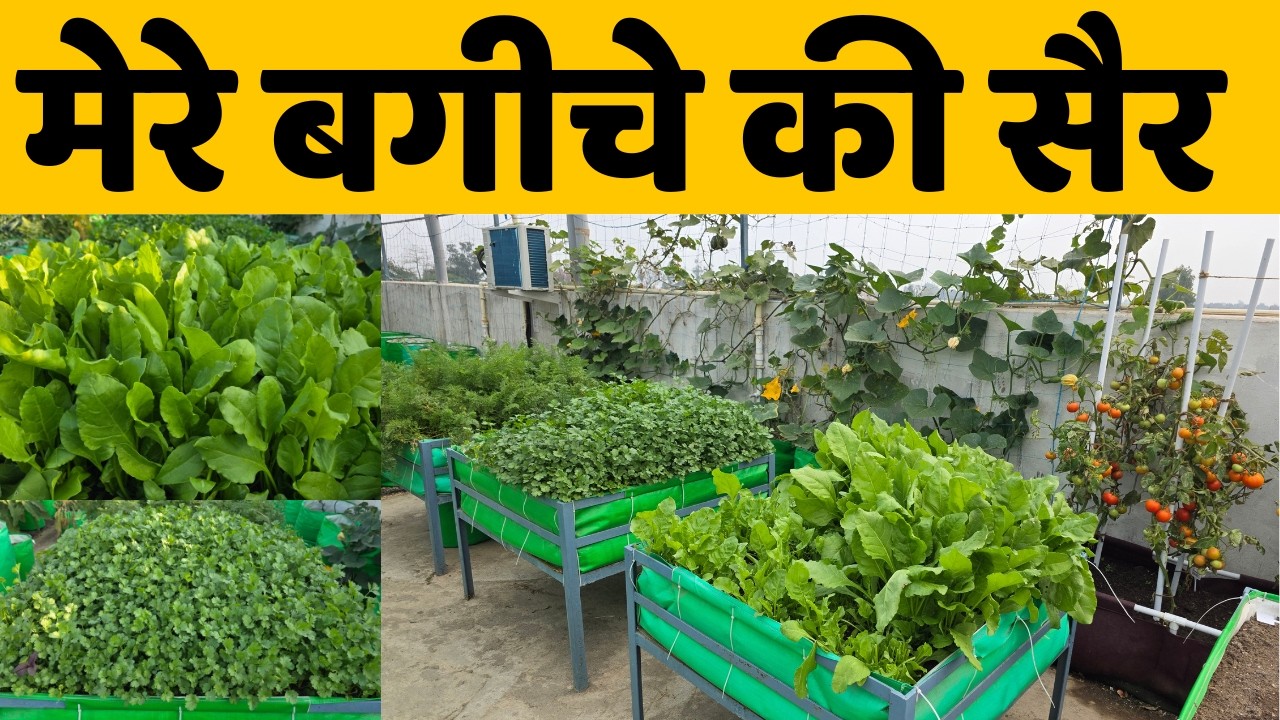 मेरे छत पर बने बगीचे की सैर! देखों क्या-क्या लगा रखा है मैंने घर की छत पर | पूरा गार्डन टूर देखो 😲