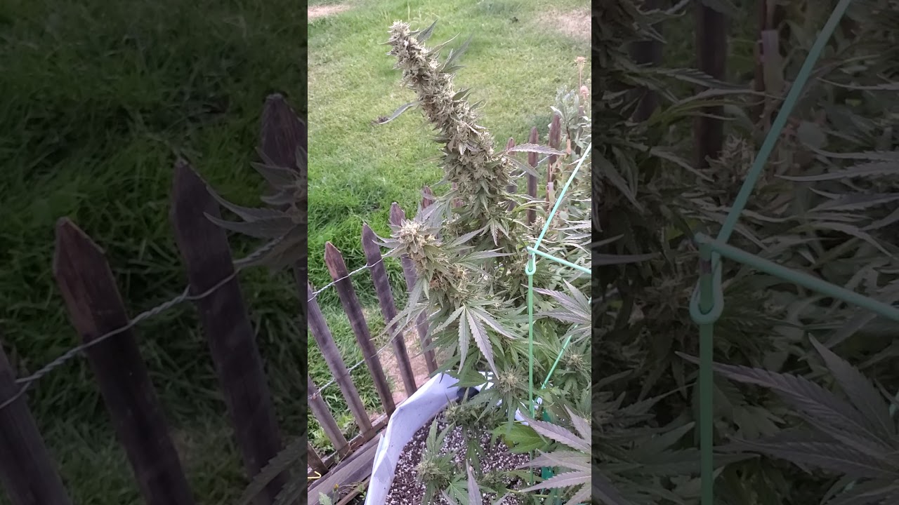 Lemon jet fuel, Grease Monkey, Crystal Gelato,