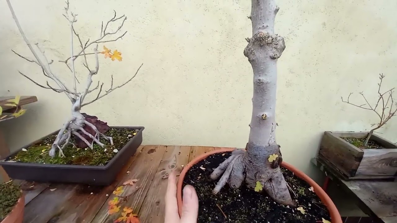 Klon polny(acer campestre),grab(carpinus)bonsai i inne przycięcie na zime  Jesień2022