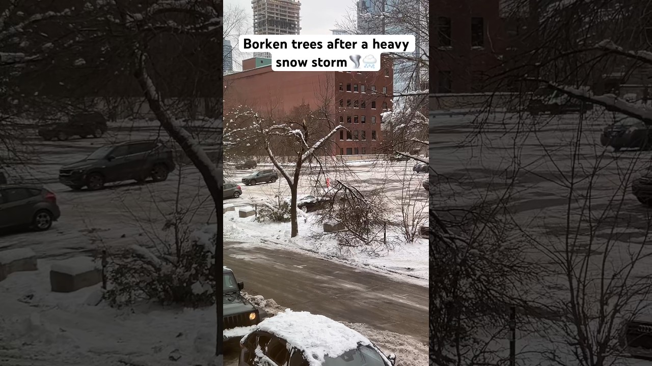 Broken trees after a heavy snow storm #canada #christmas #montreal #winter #quebec #snow #کانادا