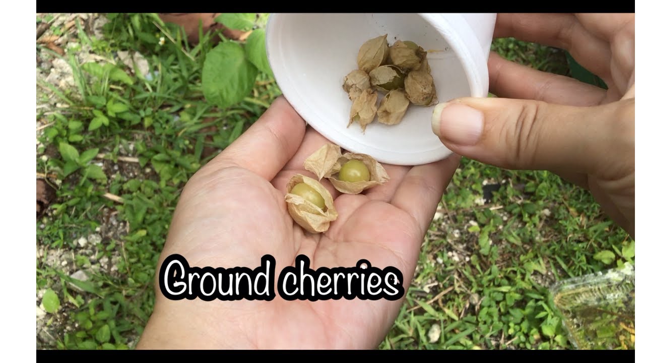 Physalis ( golden berry, cape gooseberry, ground cherry) update - and red noodle beans