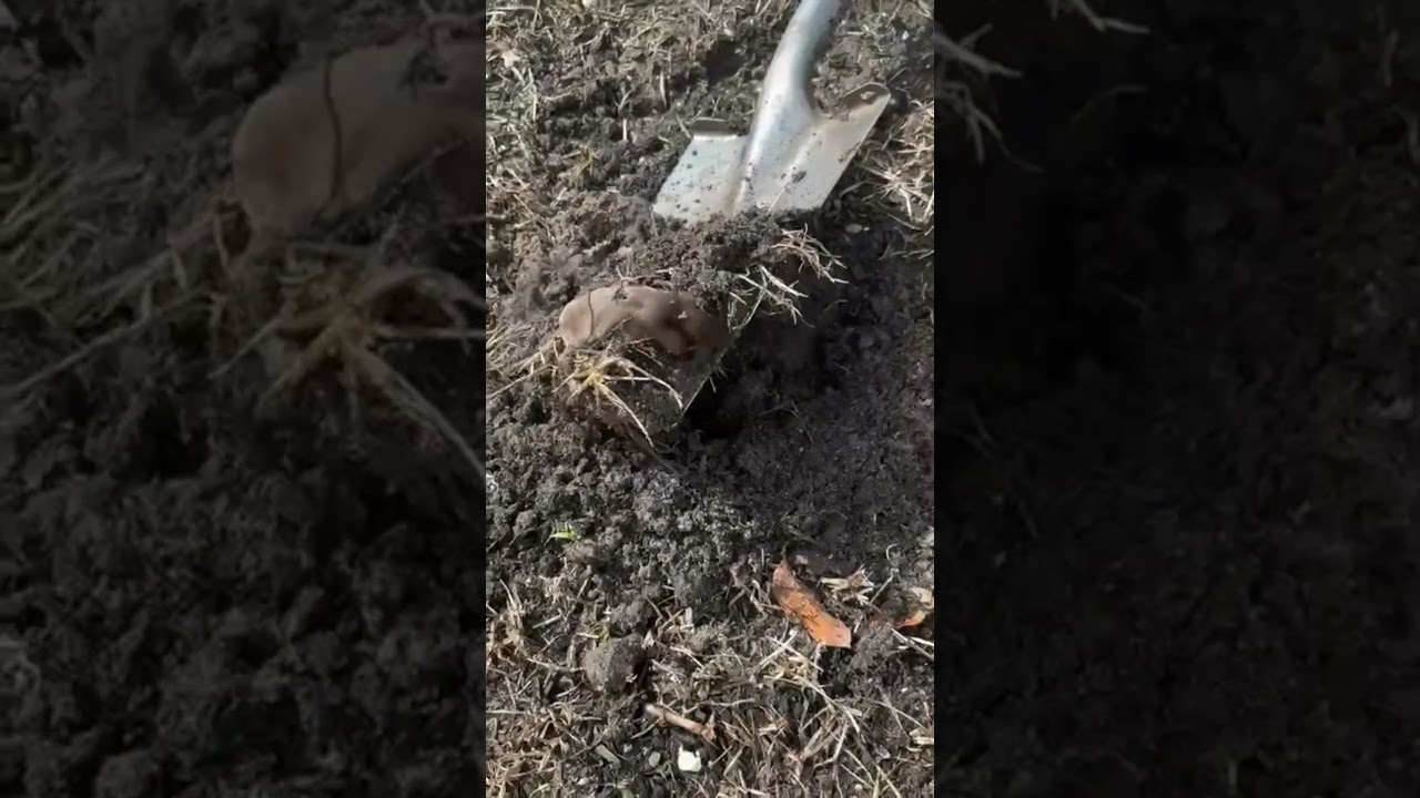 Catching live Mole