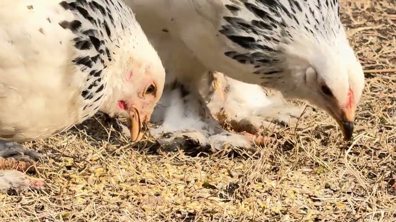 3 months old Colombian Brahma male female chick eating in cold shiny weather 