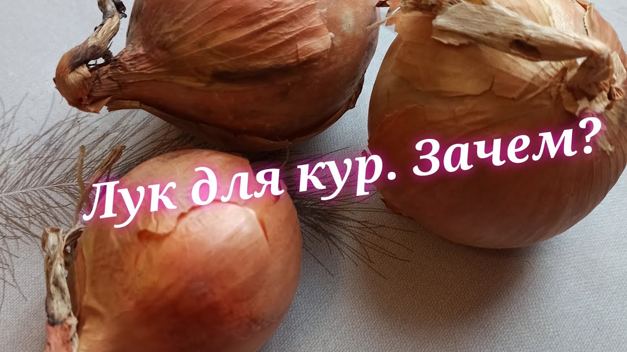 Зачем курам лук? #Повышаем #яйценоскость