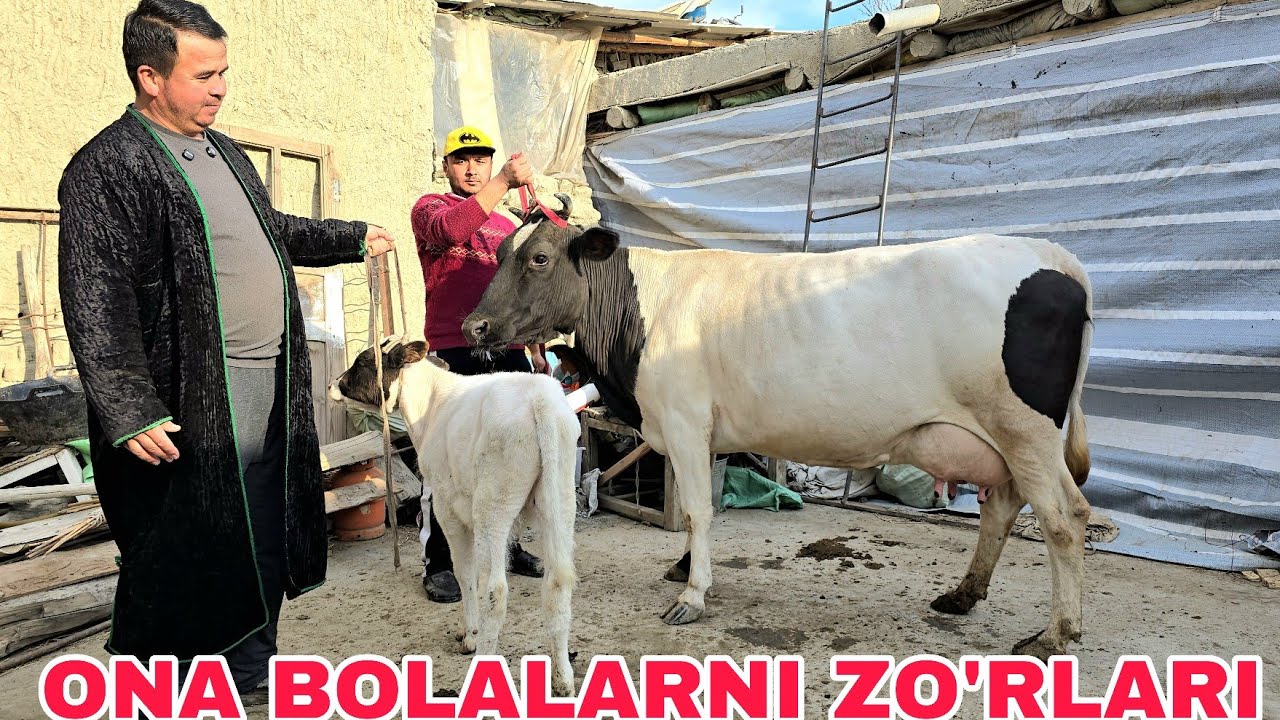 Obid akadan yangi partiya ona bola sigirlar va bo'g'oz g'unojinlarni zo'rlari марта 2026 г.