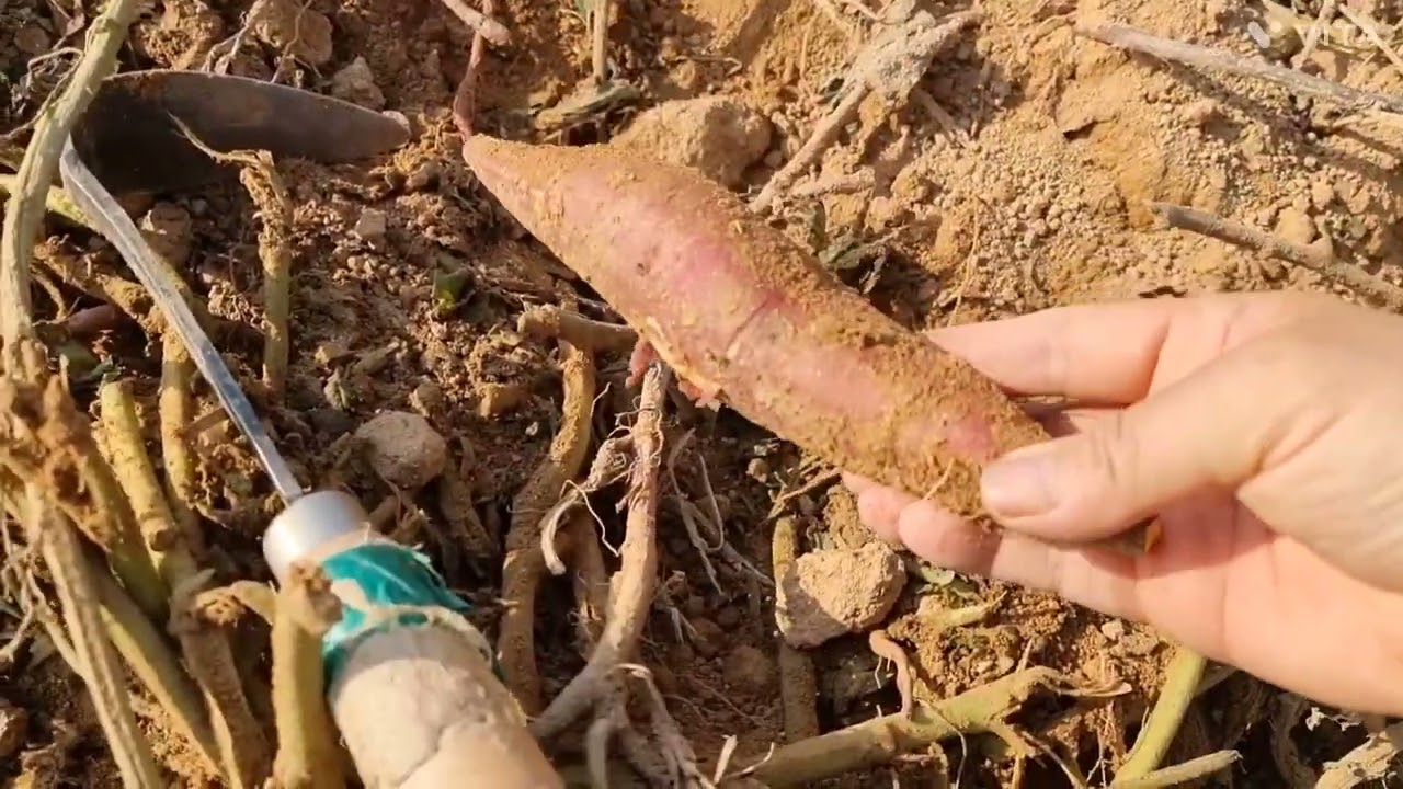 왕언니도 고구마밭에서 운동삼아 이삭도 캐고 맨발로 다니면서 지압도 하고 고구마 한가득 수확해서 왔네요 신나는 시간입니다