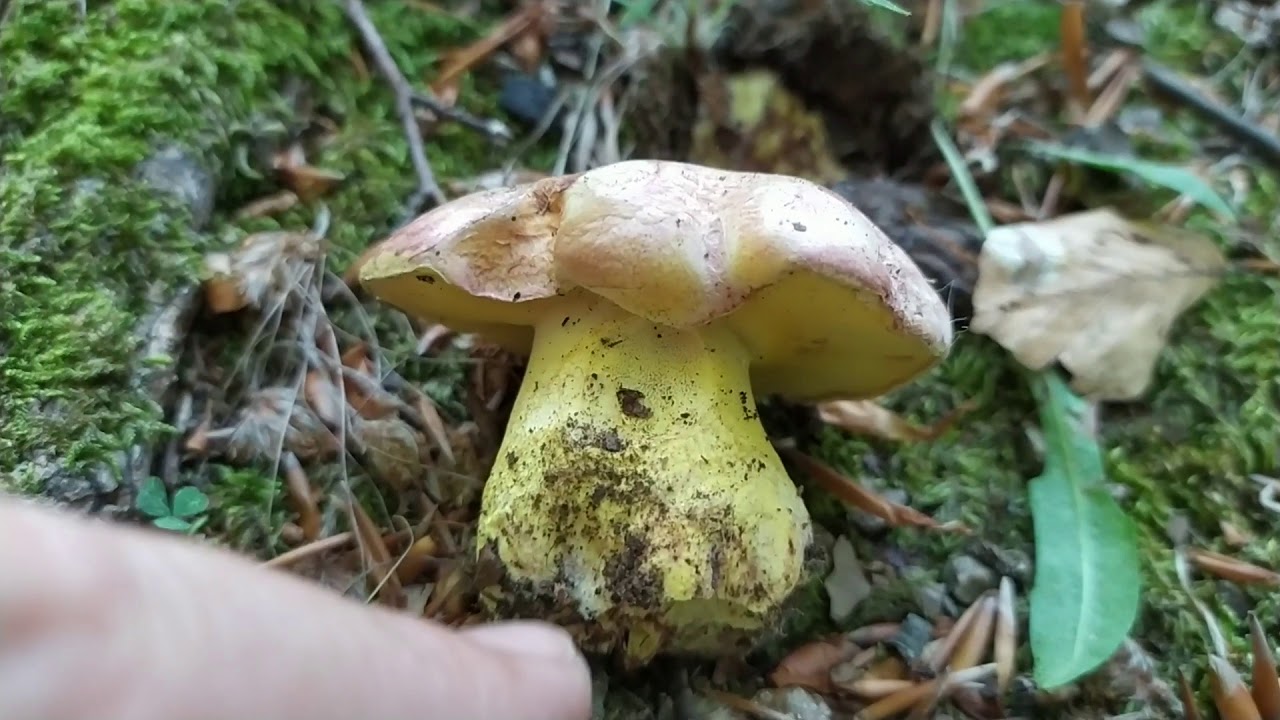 Boletus regius,Amanita crocea,Russula virescens, skutiger pes-caprae, ramaria, porcini hunting 😍🍄
