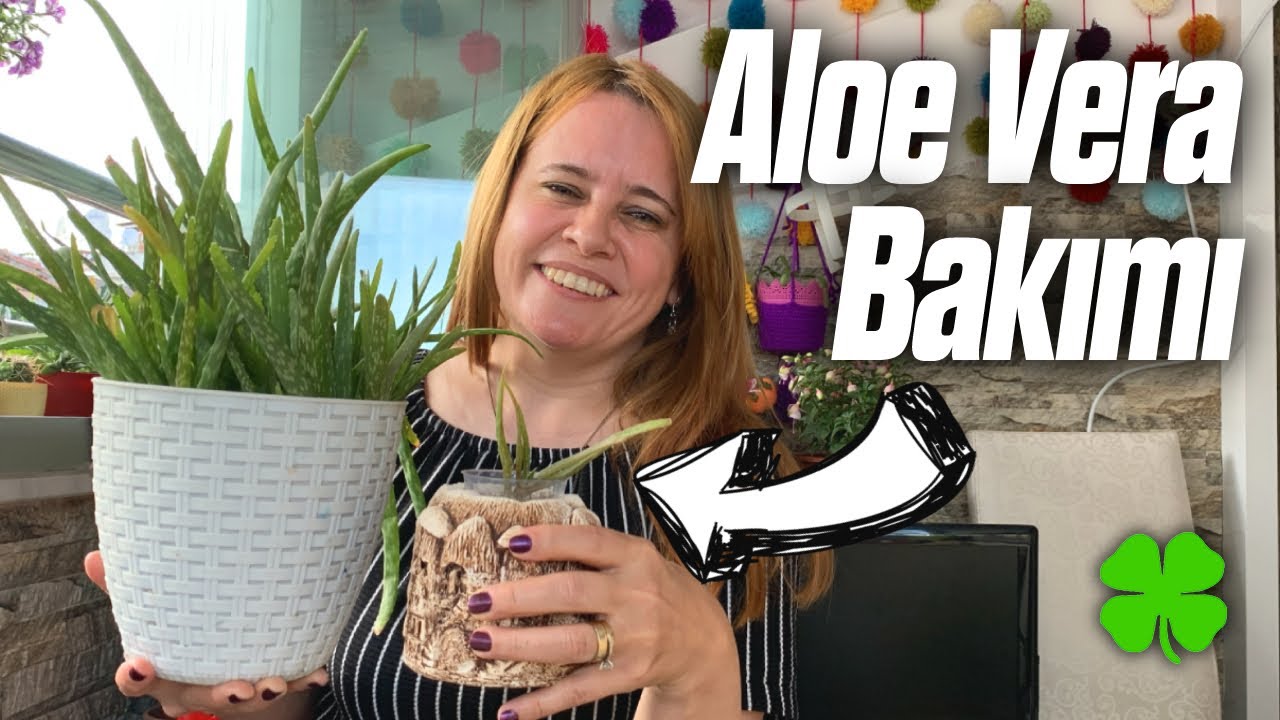 Aloe Vera Bakımı Nasıl Yapılır? | Çoğaltılması, Sulanması, Problemler