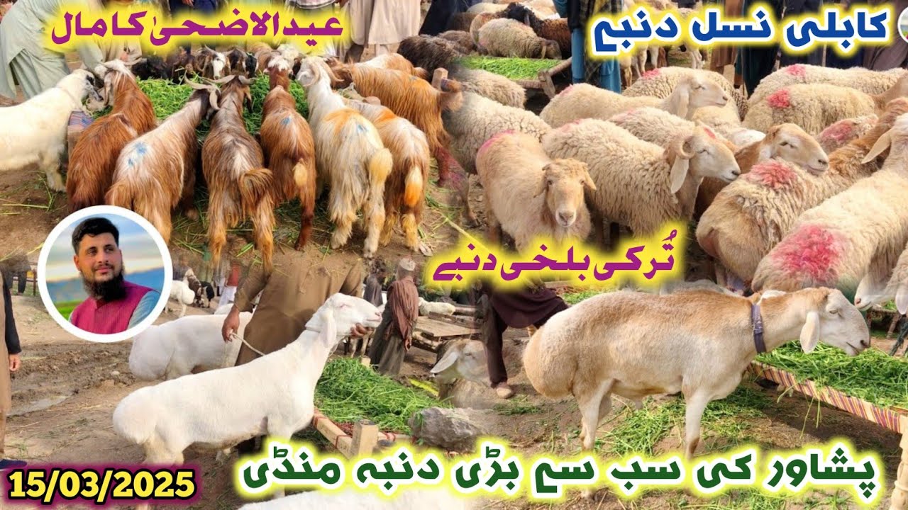 Dumba Mandi Peshawar New Updates 15/03/2025 | Kabuli & Turkey & Balkhi Sheep Price | Izhar Ali Shah