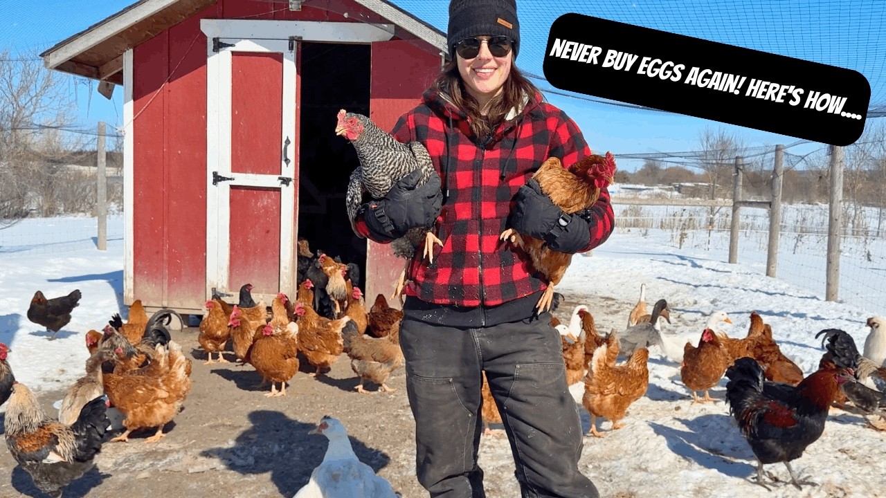 How To Hatch Chickens & Have Eggs ALL Year Long! | Beginner Homesteading
