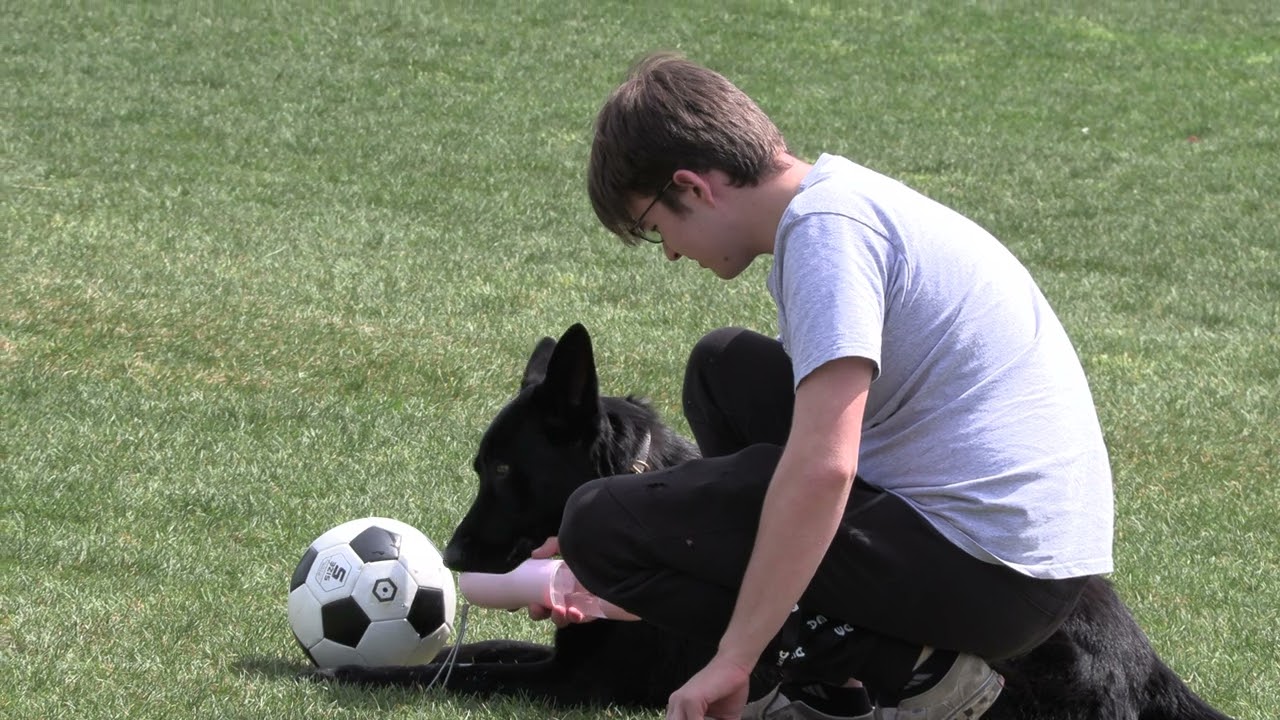 Canon VIXIA HF G60 4K Dog Run Speed Zoom Test