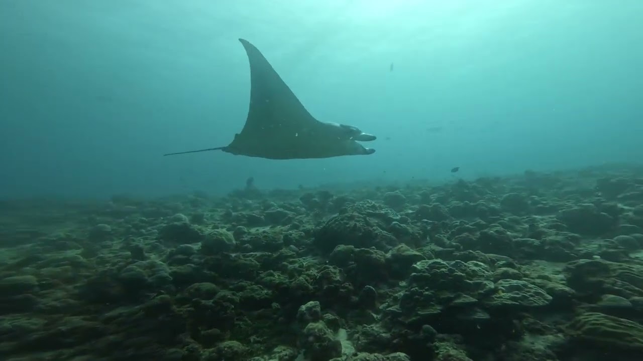Diving with Manta Rays in the Maldives 