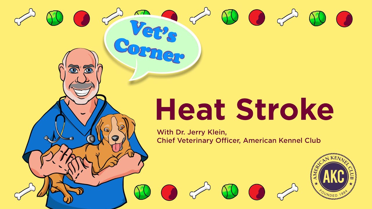 Heat Stroke | Vet's Corner with Dr. Jerry Klein