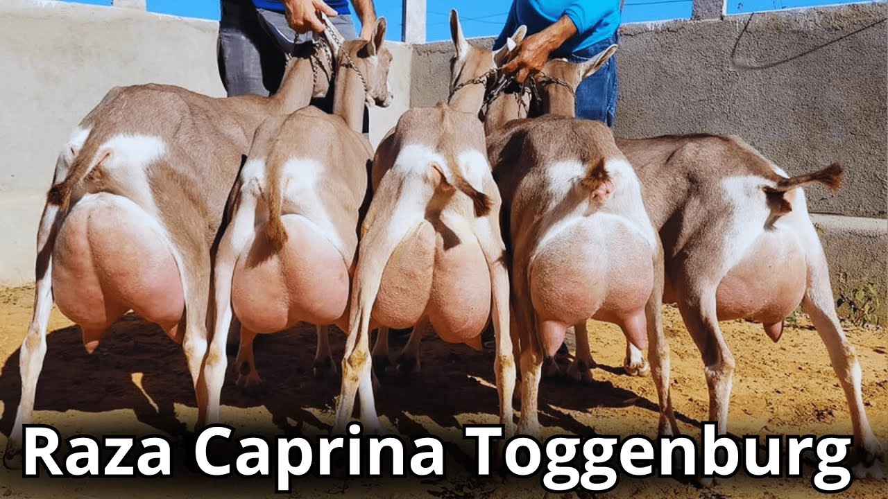 Raza caprina Toggenburg: La raza de cabra lechera m&aacute;s vieja del mundo