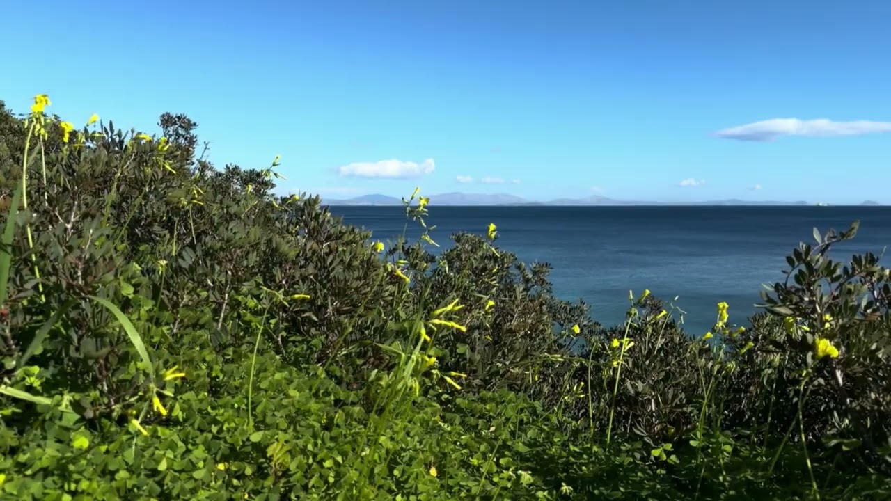 1 Hour of Relaxing Ocean Sounds 🌊 Peaceful Nature, Birds Singing & Calm Sea