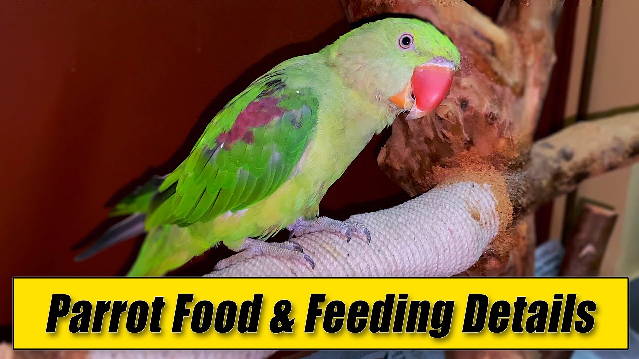 Baby Parrot Food & Feeding Details (20 days to 60 days)
