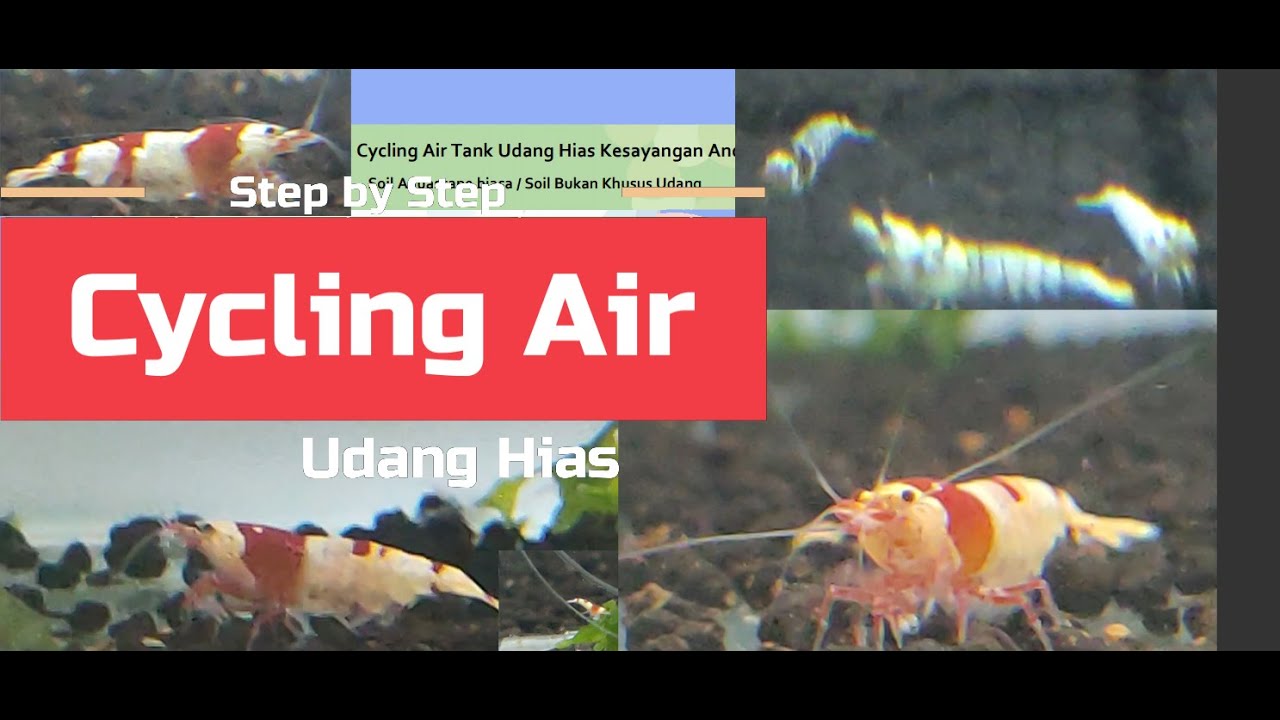 Setup Tank Udang Hias Caridina ala ThreeBrothers Aquatic