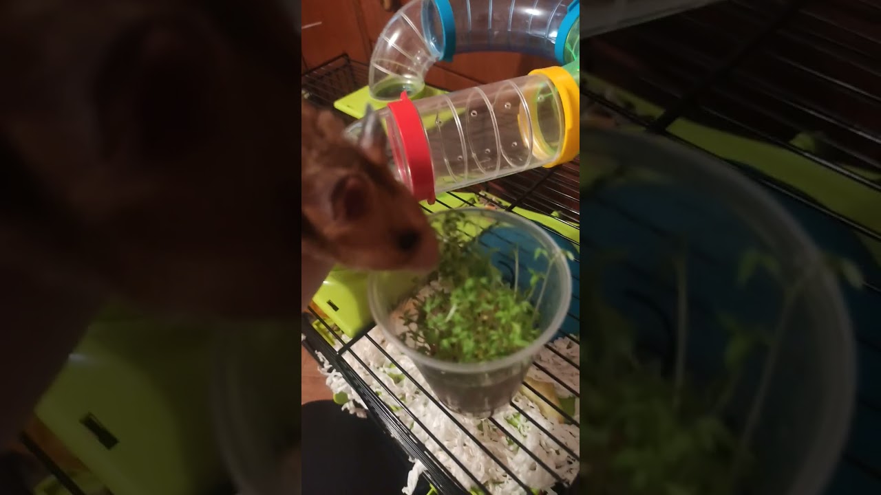 Hamster comiendo llerba 🌱☘️