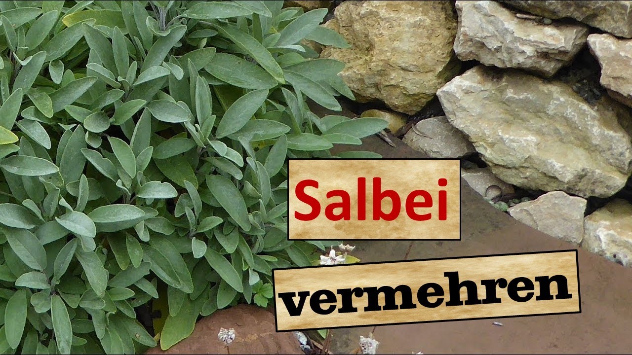 Salbei vermehren über Stecklinge