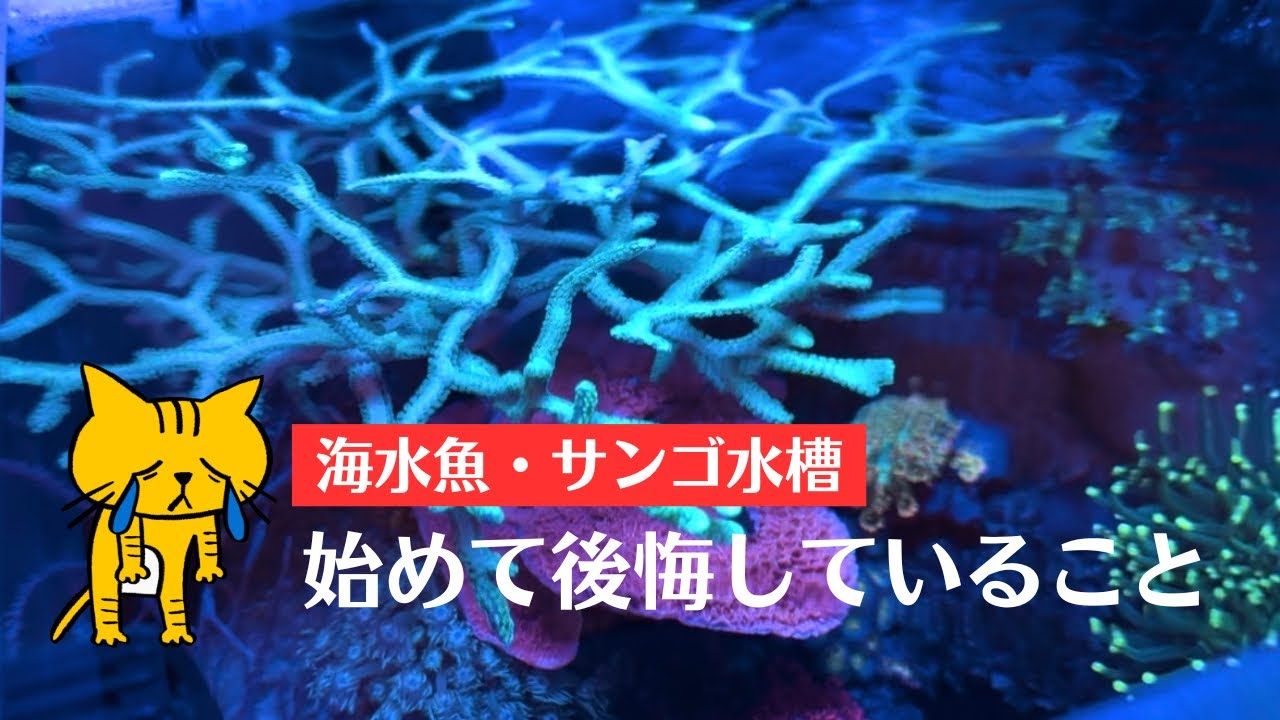 【小型水槽】海水魚・サンゴ飼育で後悔したこと