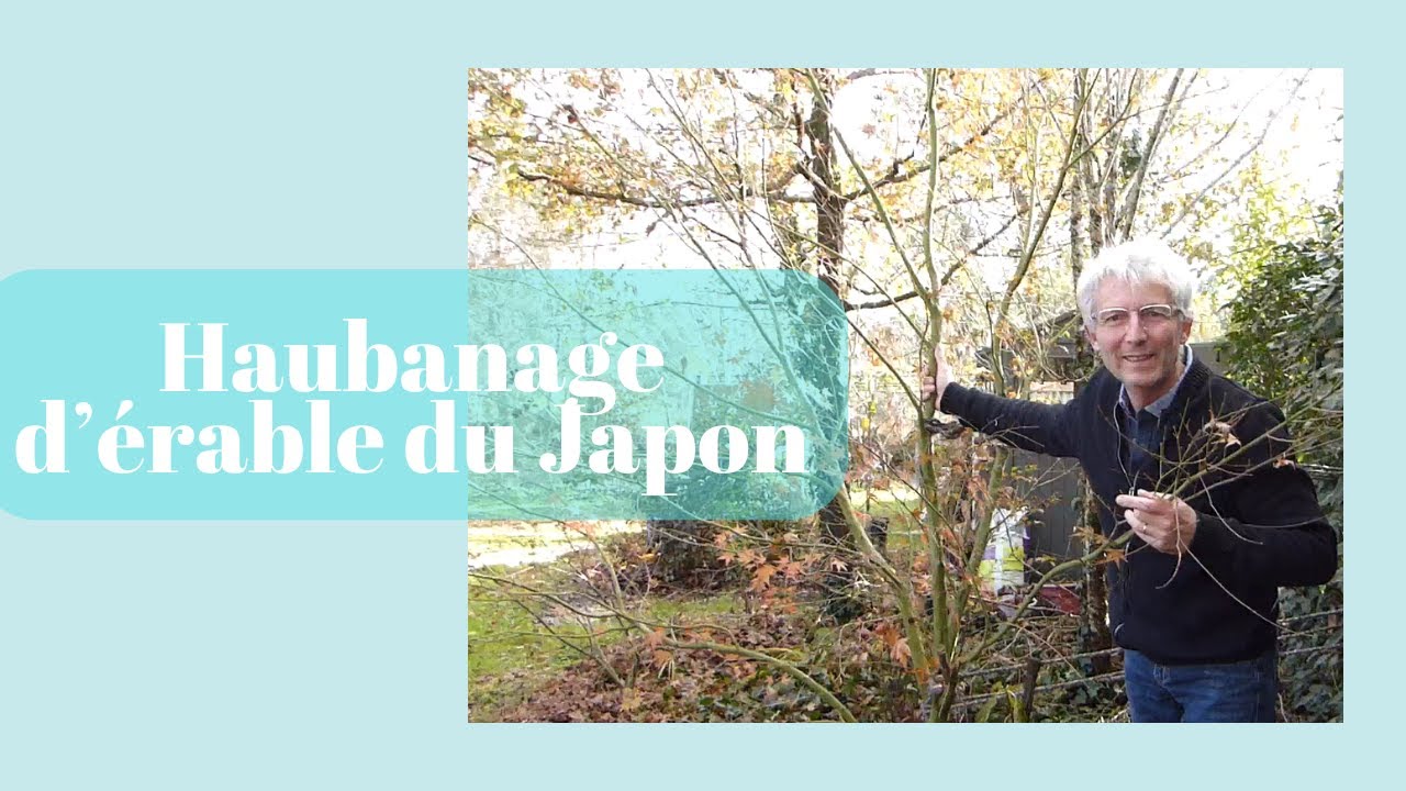 Haubanage d'un érable du Japon - Monjardindansleslandes