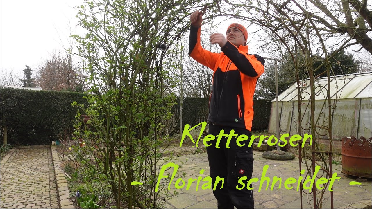 Kletterrosen schneiden | So mache ich das!
