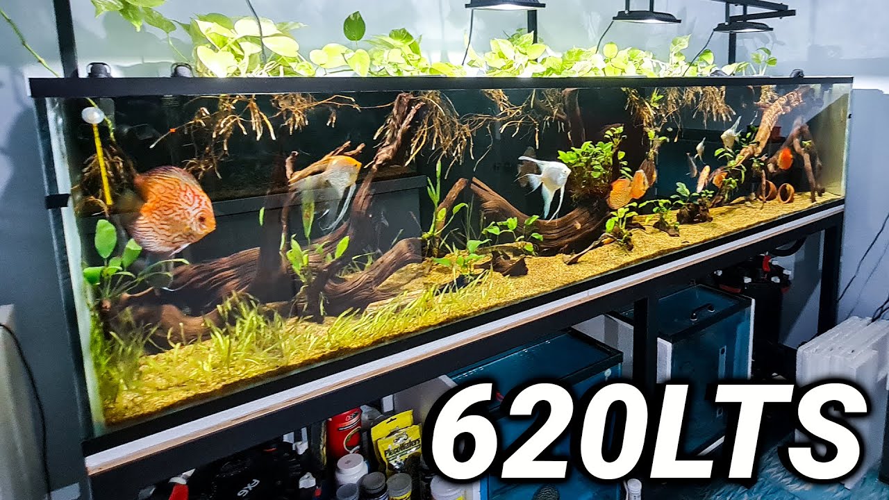 ¡REMODELÓ EL ACUARIO Y LE QUEDÓ INCREÍBLE! DISCOS, ESCALARES Y MÁS