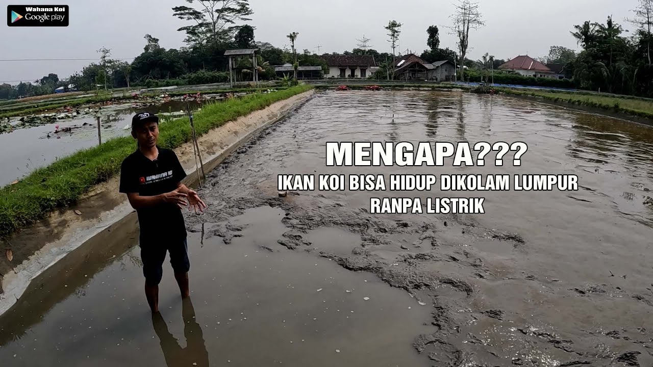 TERNYATA TIDAK MUDAH PERAWATAN IKAN KOI DIKOLAM LUMPUR