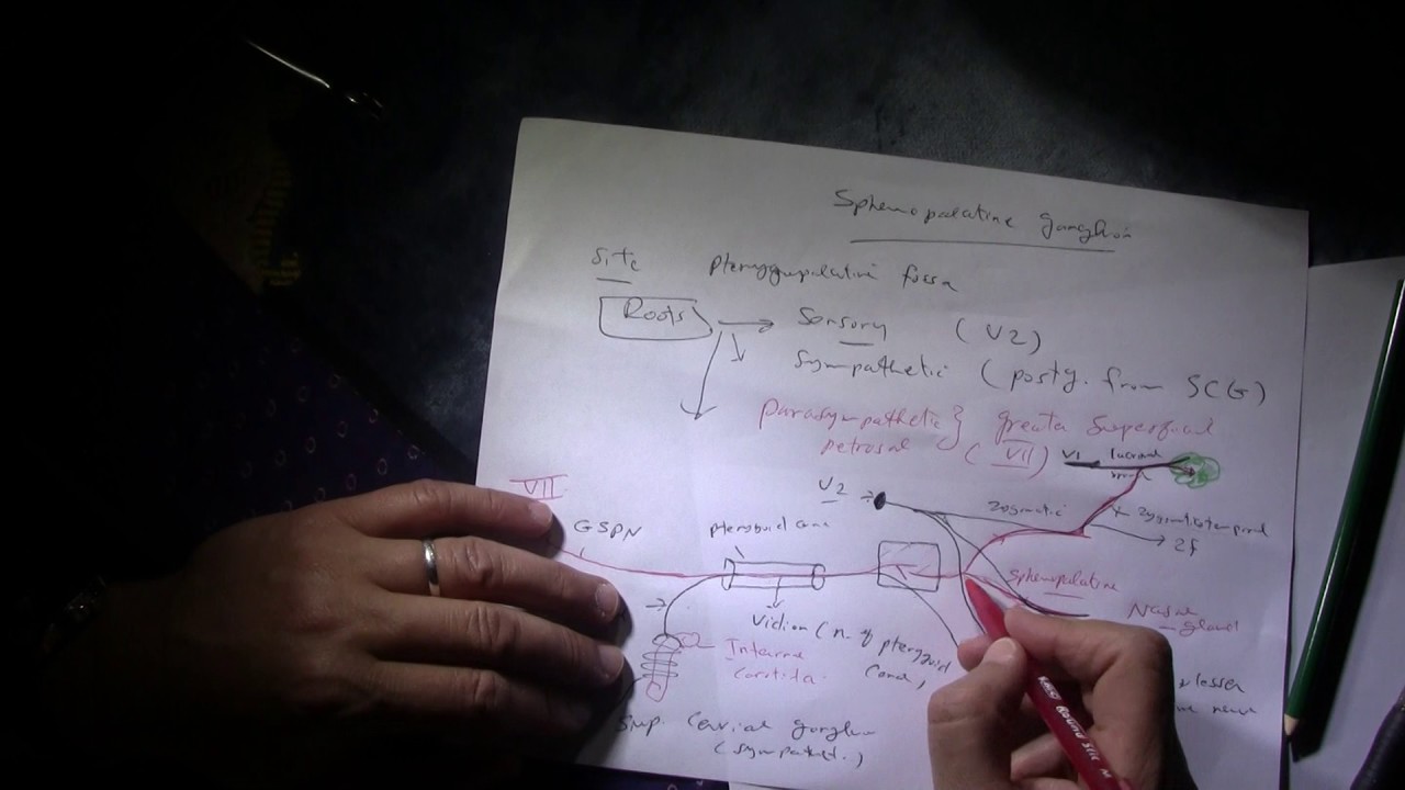 Sphenopalatine Ganglion