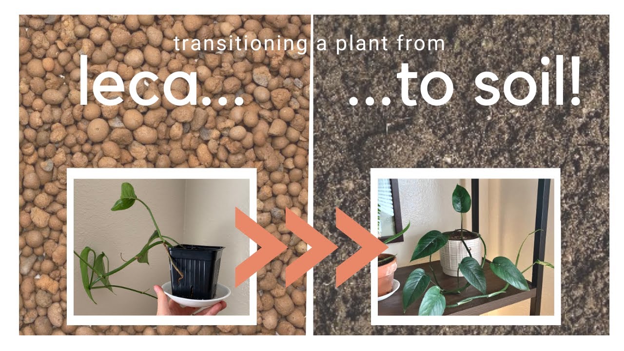 How To Transition A Plant / Cutting From Leca To Soil