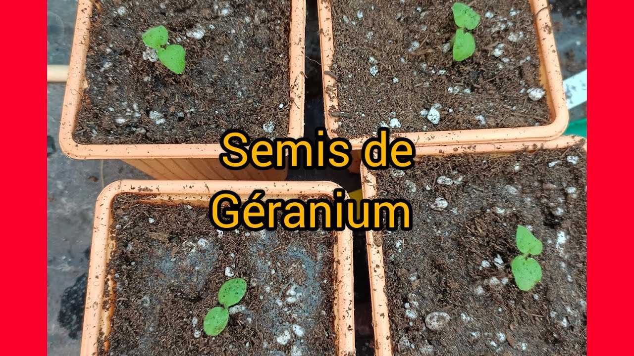 Comment faire un semis de géranium ? 😀🌷🌸🌹#potager #semis