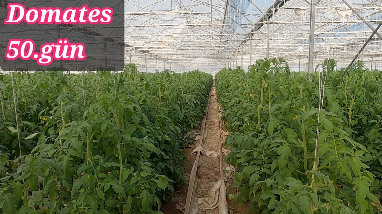 Domates yetiştiriciliği 50.gün. alifakı köyü Tarsus Mersin