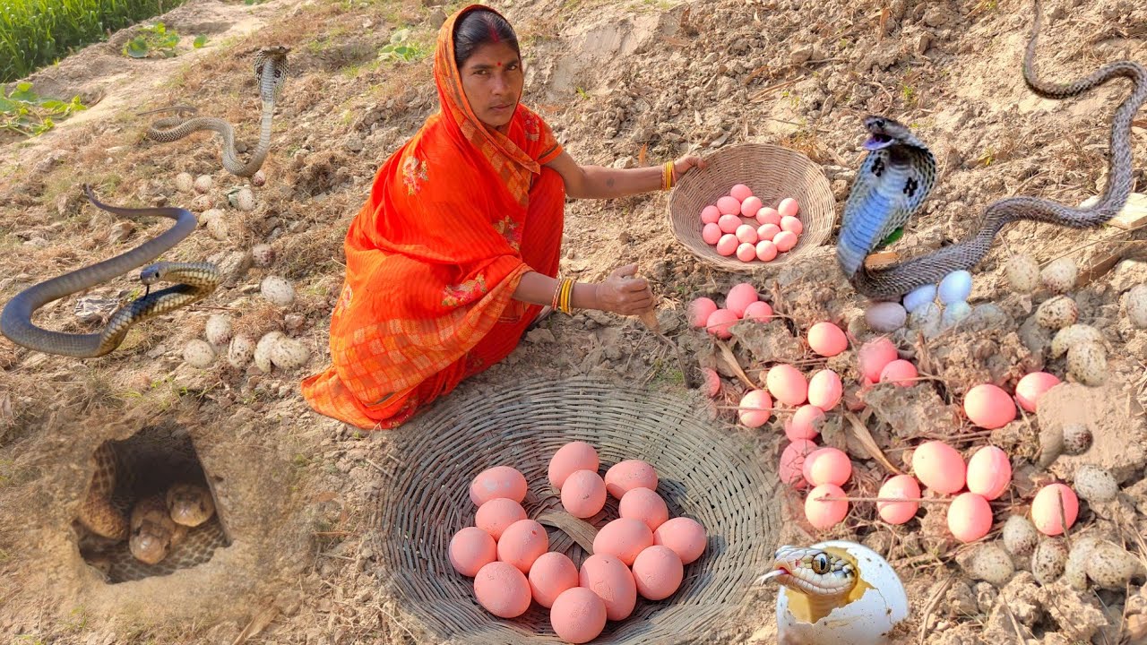 Amazing woman Poisonous Snake eggs picks | Cooking Venomous Snake Egg Recipe by eating village 