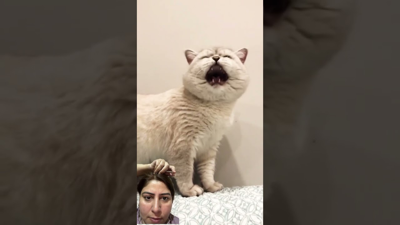 Meowing cat #cute #cutecompilation #catlover #catsvsdogs #cutecat #catsounds #meow #meowed #cat