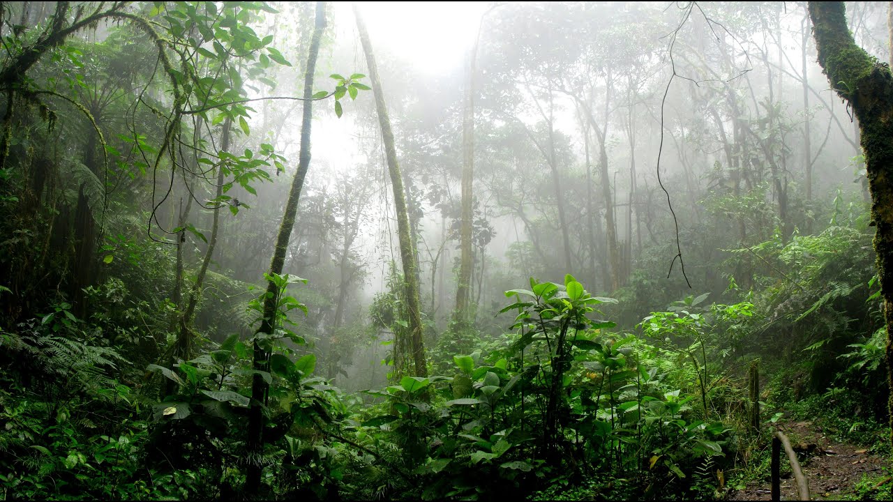 Gentle Forest Rain with Birds 🌿 Peaceful Nature Ambience for Relaxation & Focus