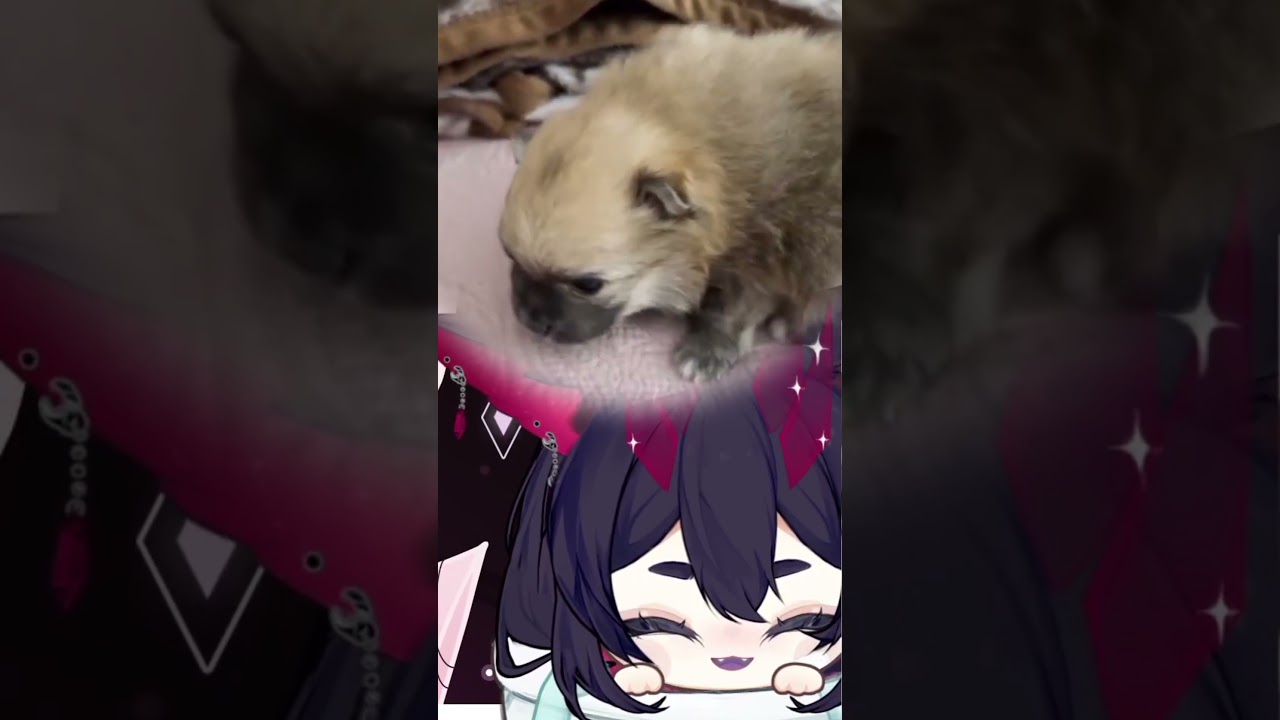 Eden - The Puppy #vtuber #puppy #shorts