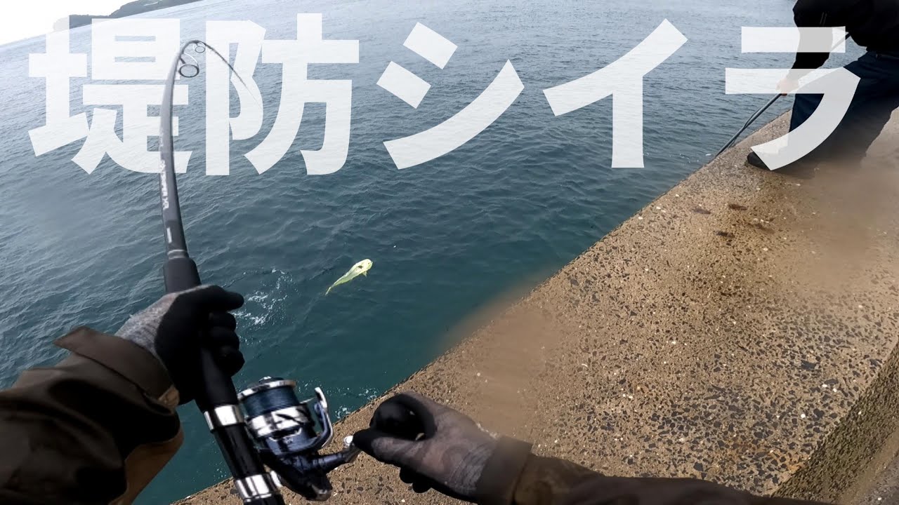 堤防シイラのエグい引き。ローカルルールについて【平戸・生月エリア】