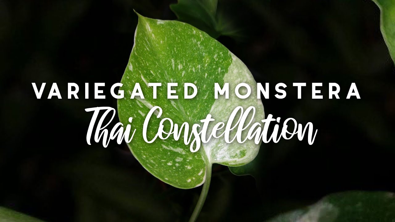 Variegated Monstera Thai Constellation Unboxing!