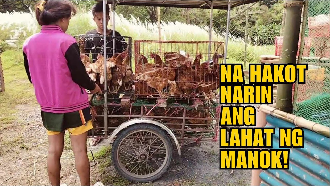 NA HAKOT NARIN ANG LAHAT NG MANOK!