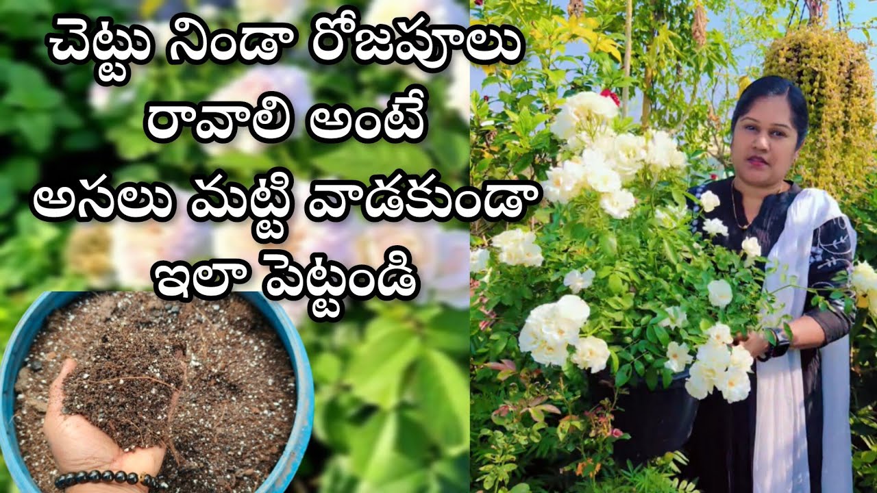 Rose plant care in telugu |royal garden kumari 