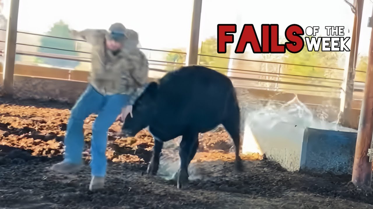 Лучшие смешные видео в интернете 🤣 Фейлы недели 2025 года