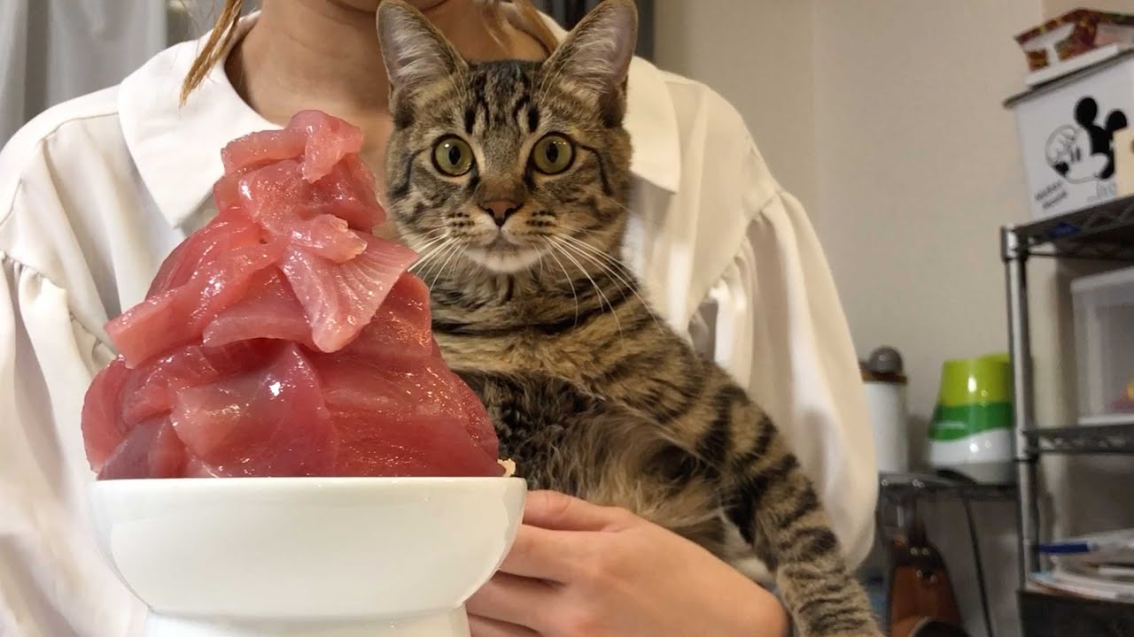 【神回】超巨大マグロ丼を、猫にあげるとこうなります笑