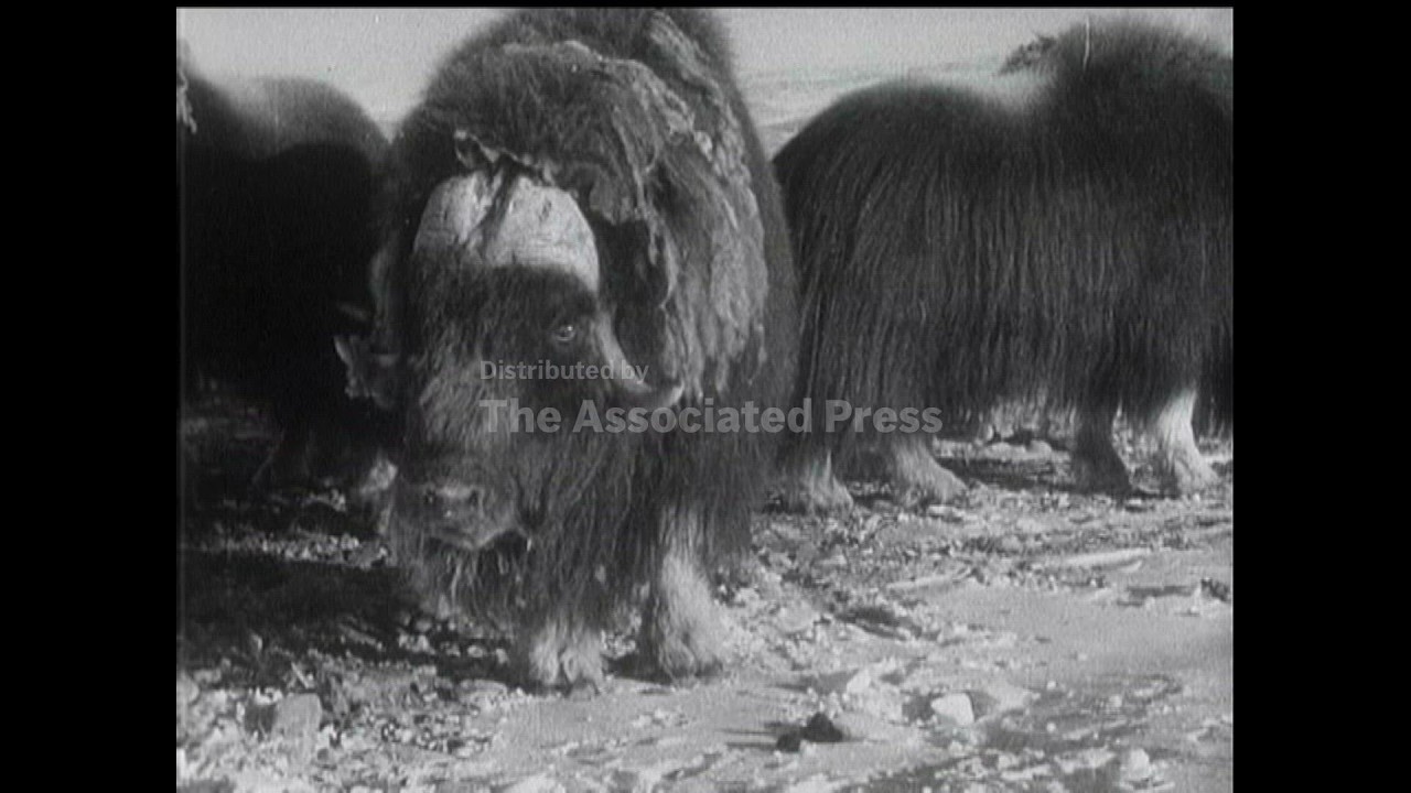 Arctic Adventure - Haig Thomas Arctic Expedition