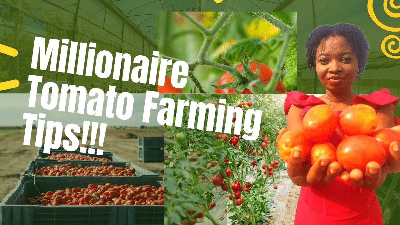 Making Million in Tomato Farming For a Beginner in Nigeria