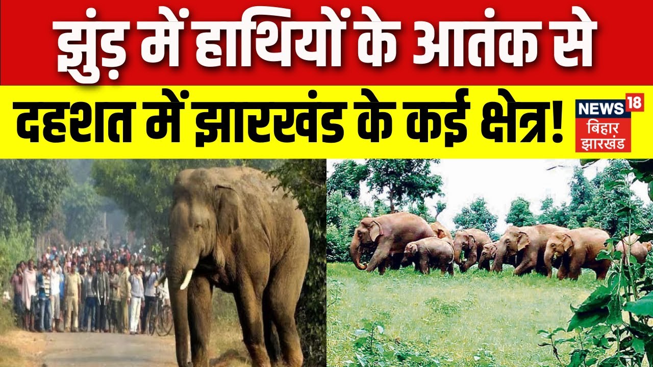 Elephant Herd Villages in Jharkhand : झुंड़ में हाथियों के आतंक से दहशत में झारखंड के कई क्षेत्र...