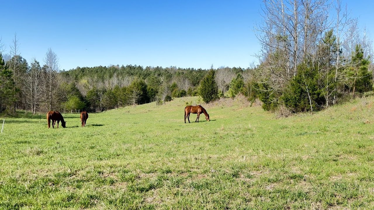 Rotating Horses on Pasture- All the steps you need to know to get started!